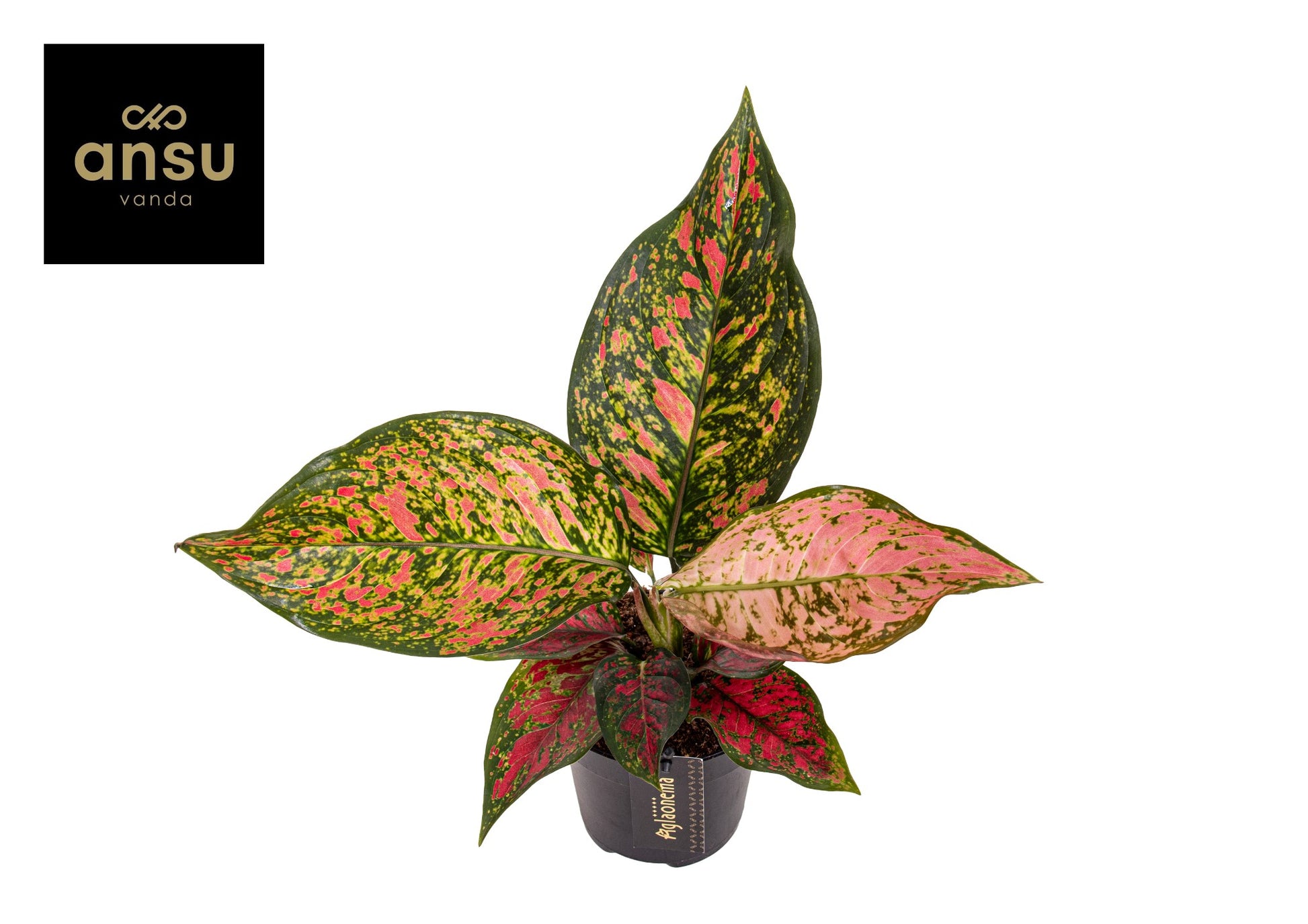 Aglaonema Coral Red 30cm 12cm Pot
