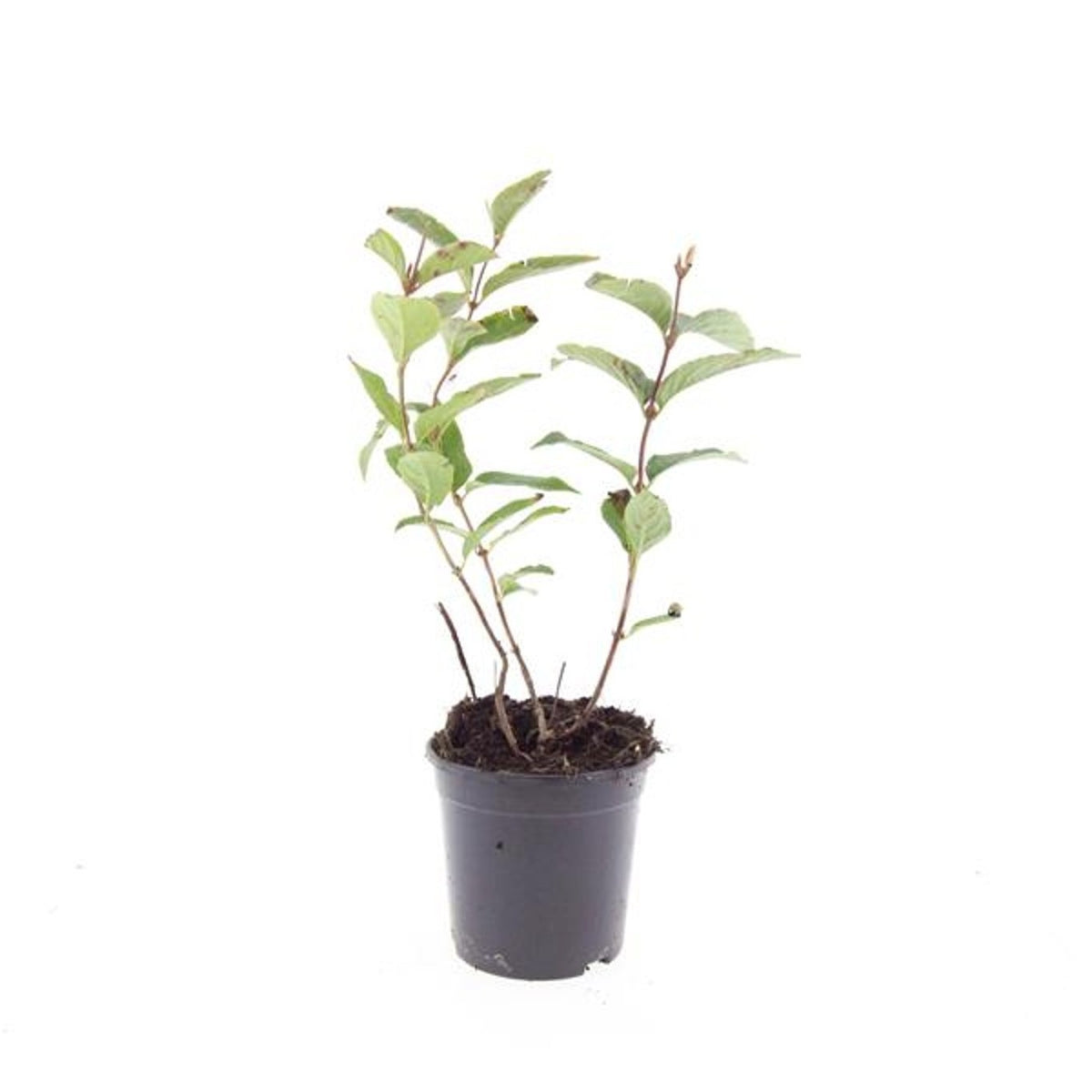 Shrubs mix 10cm 14cm Pot
