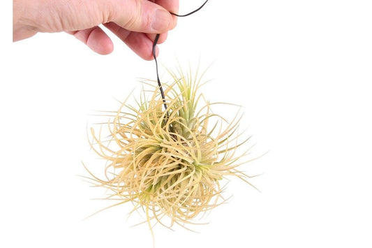 Tillandsia ionantha 15cm 999cm Pot