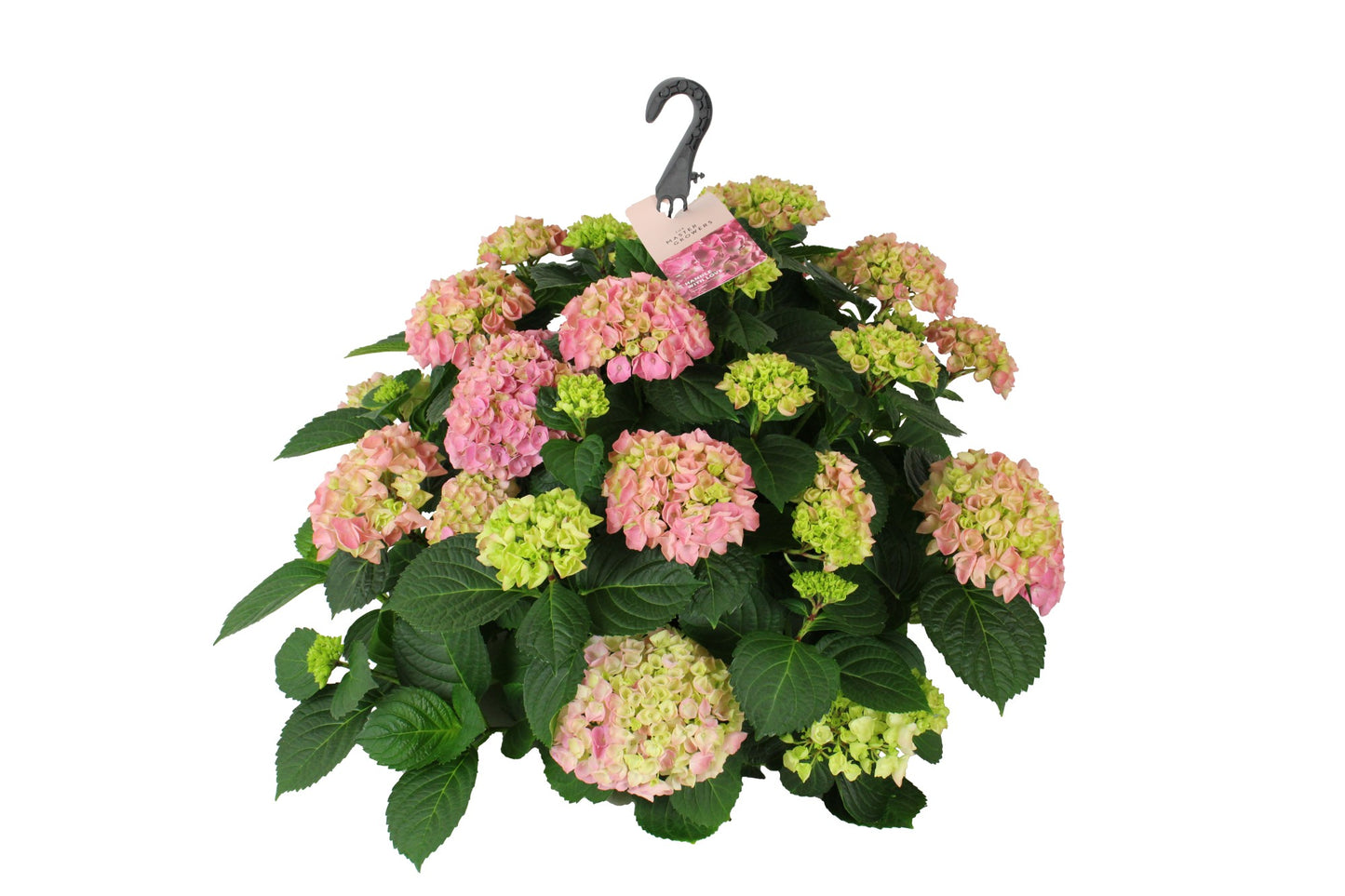 Hydrangea macr. Hi Ocean 40cm 27cm Pot