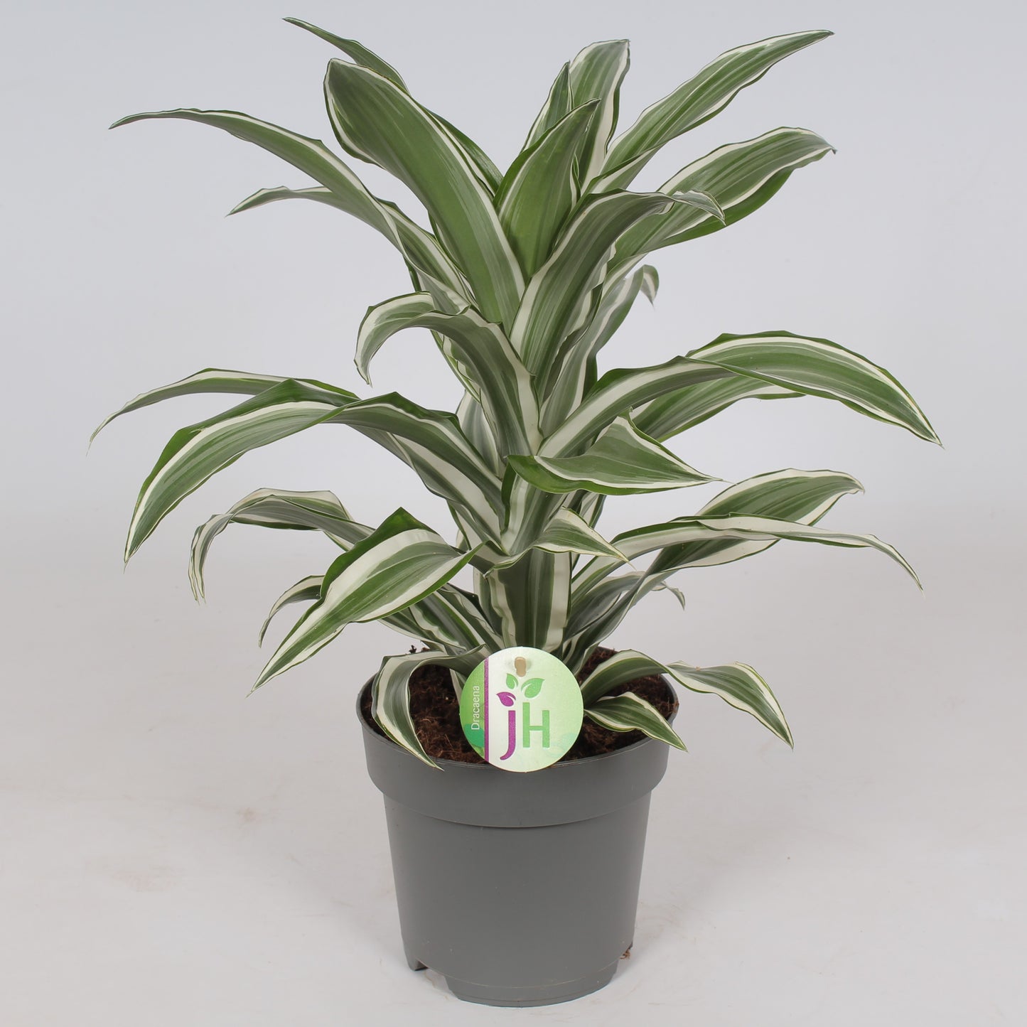 Dracaena fragrans White Jewel 45cm 17cm Pot