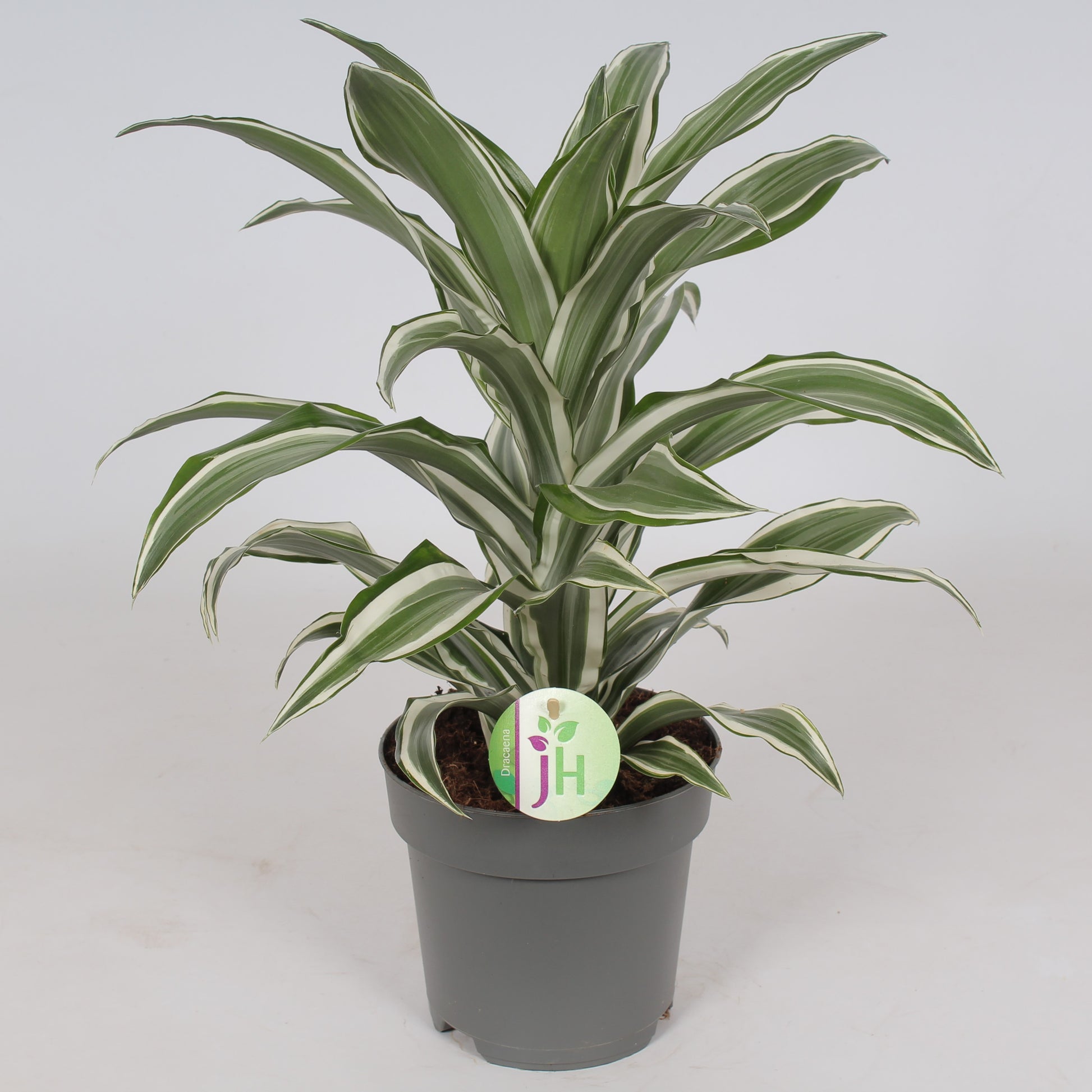 Dracaena fragrans White Jewel 45cm 17cm Pot