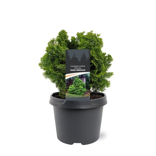 Chamaecyparis obtusa Nana Gracilis 30cm 19cm Pot