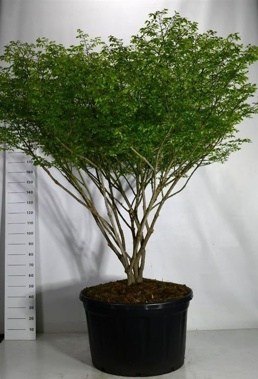 Euonymus ala. Compactus 260cm 96cm Pot