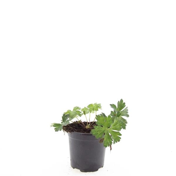 Boer, W.T.M. de Geranium Rozanne (Hardy) Pack of 8