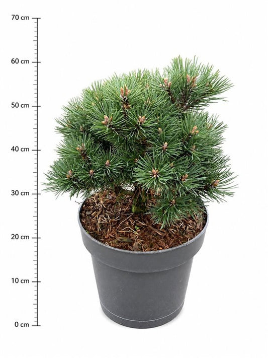 Pinus mugo Mops 40cm 23cm Pot