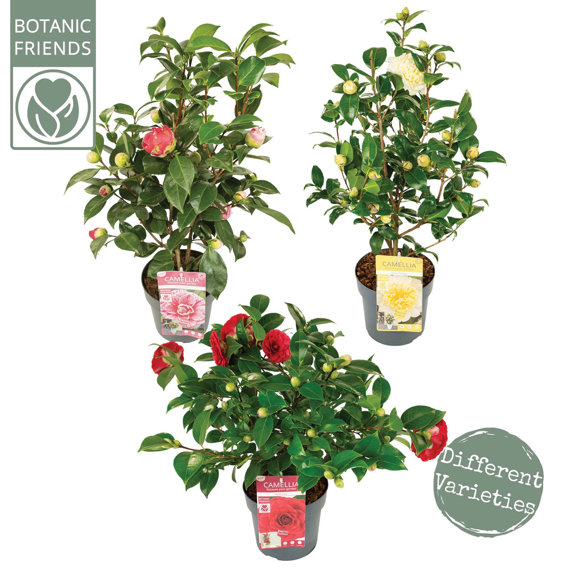 Camellia japonica mix 50cm 19cm Pot
