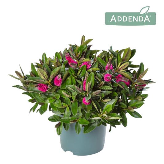 Hebe Hebedonna Eva 35cm 15cm Pot