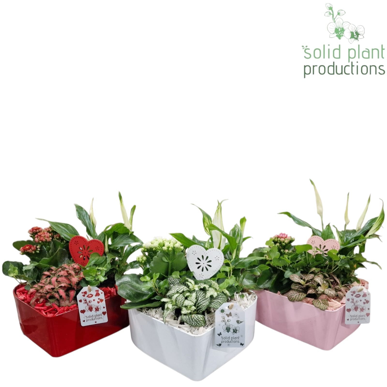 SE029 Hart Mix 30cm 22cm Pot