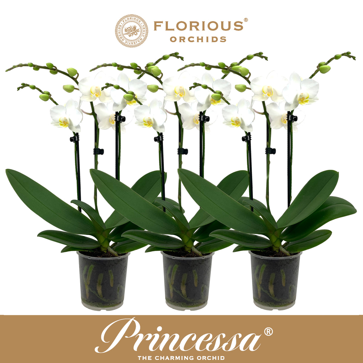Phalaenopsis white 40cm 9cm Pot