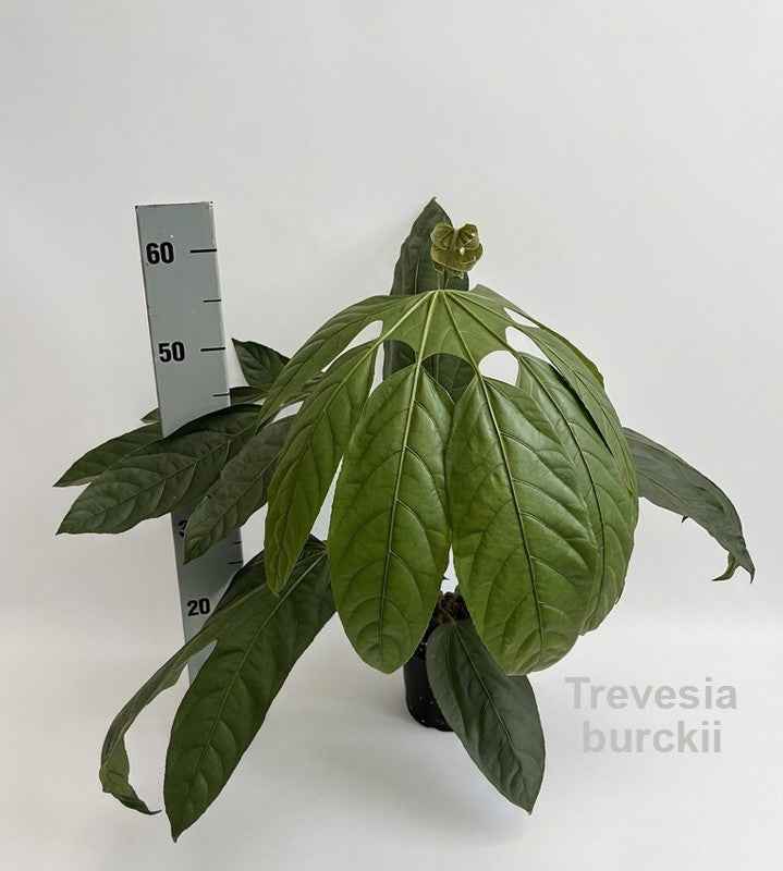 Hofstede Hovaria Plants Pack of 6