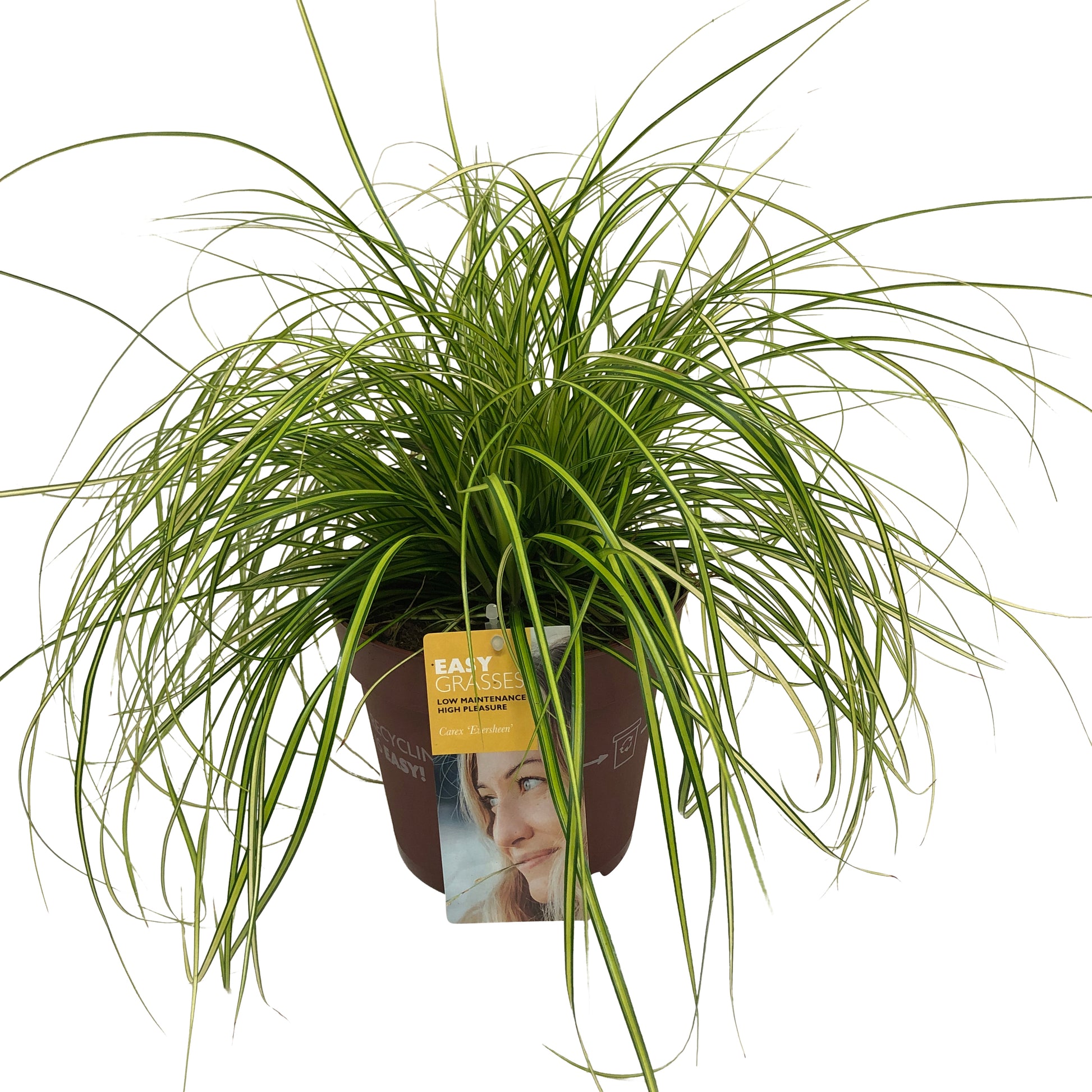 Carex osh. Evercolor Eversheen 35cm 17cm Pot