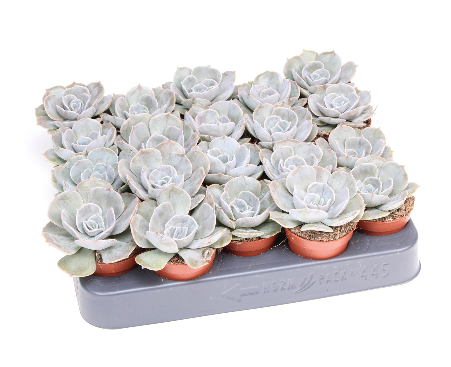 Echeveria Pollux 8cm 5.5cm Pot