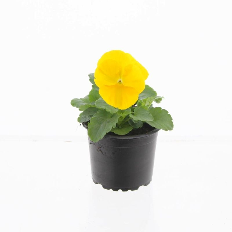 Spaloo-Plant Viola Evo Yellow Pack of 18