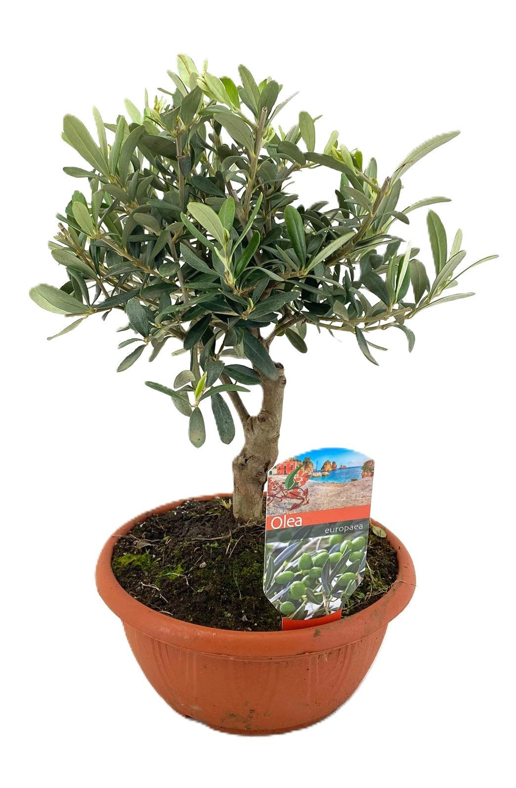 Olea europaea 40cm 21cm Pot