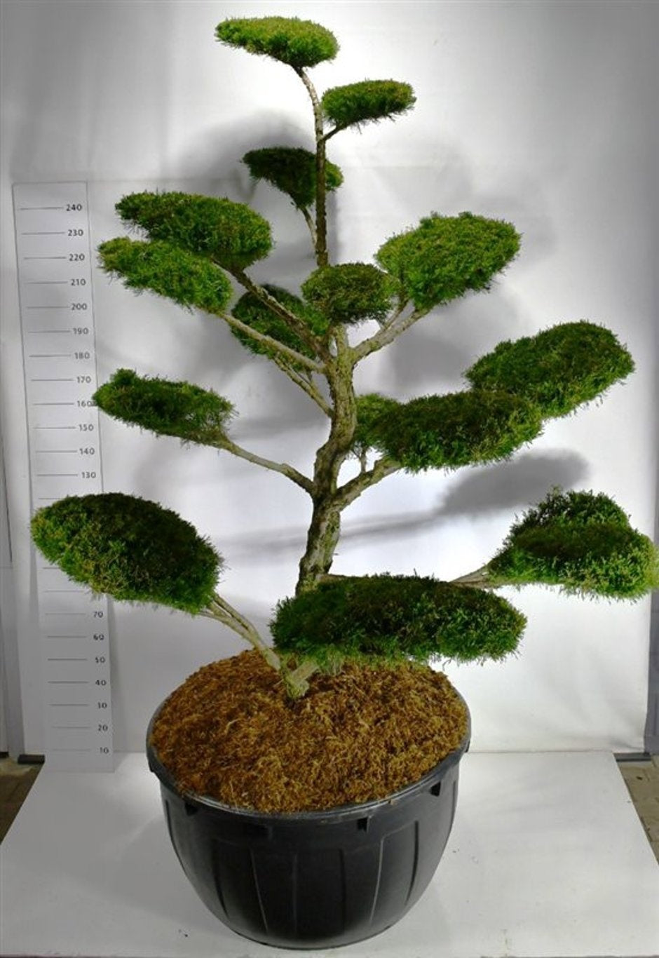 Juniperus Mint Julep 300cm 110cm Pot