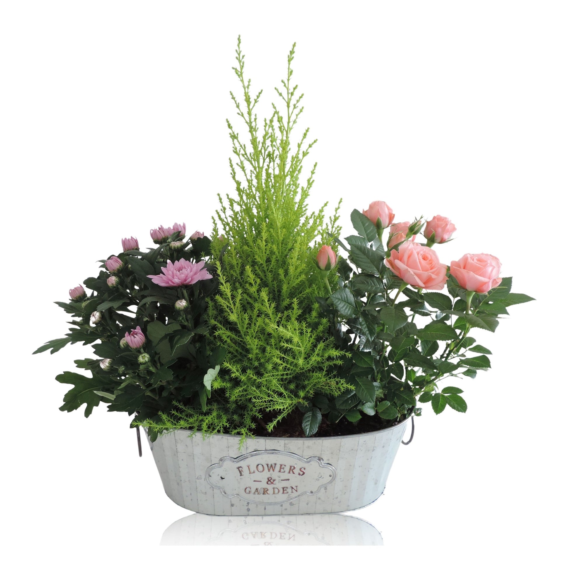 Outdoor arrangement 55cm 30cm Pot