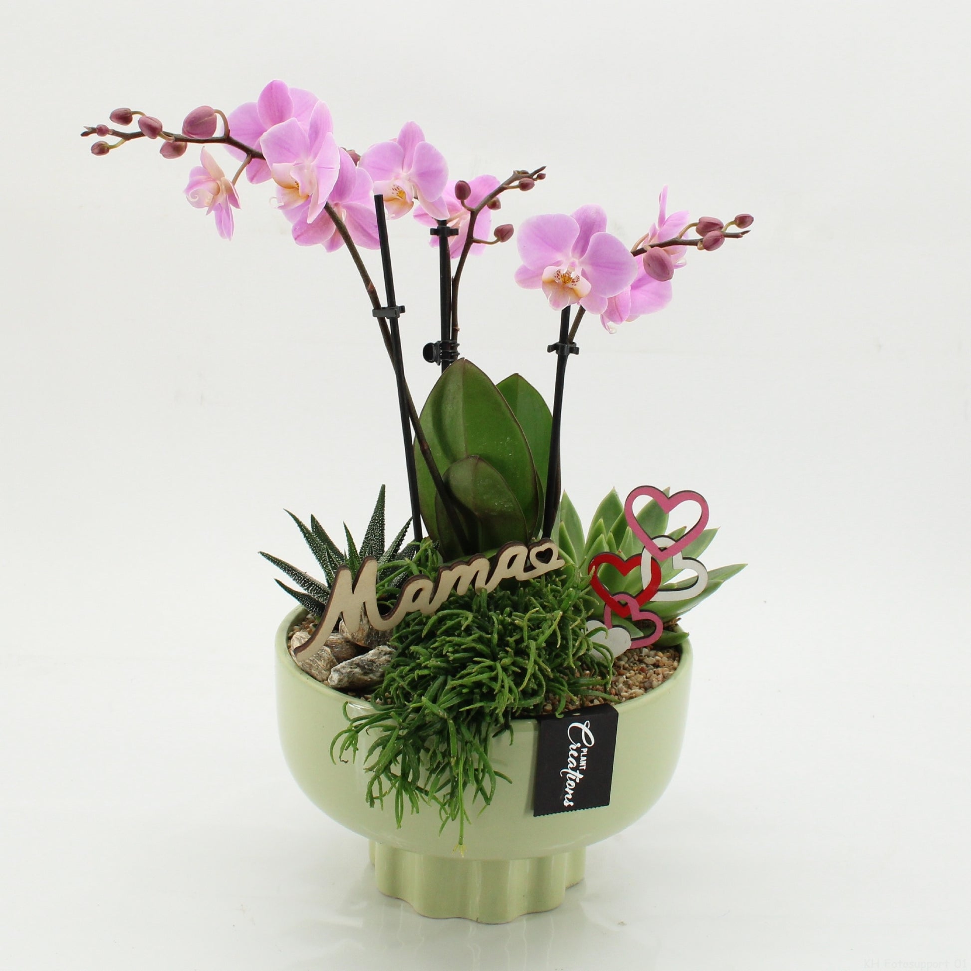 Phalaenopsis arrangement 50cm 22cm Pot
