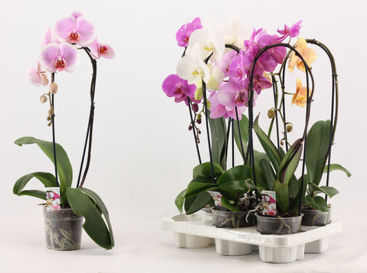 Phalaenopsis mix cascade A2 55cm 12cm Pot