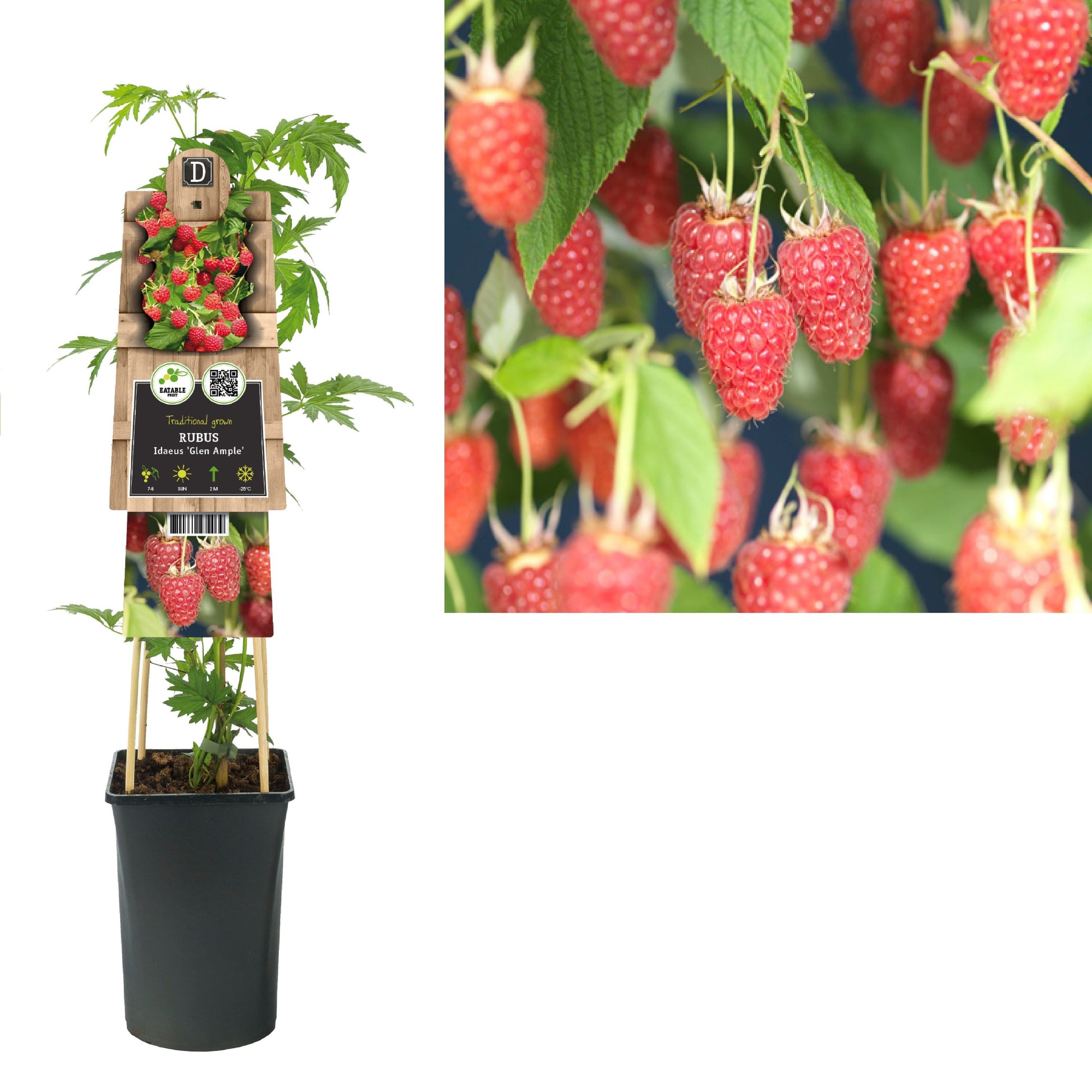 Rubus ideas Glen Ample 75cm 17cm Pot