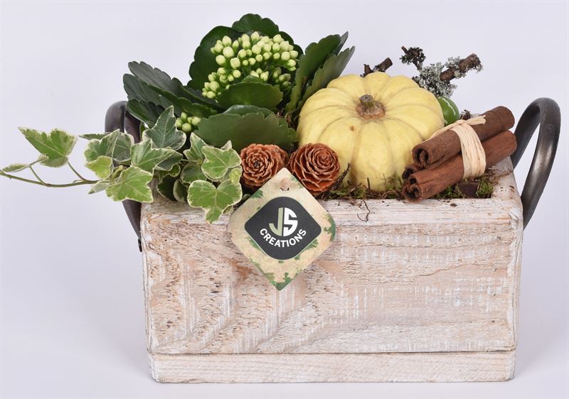 arr. Sierfruit 20cm Pot