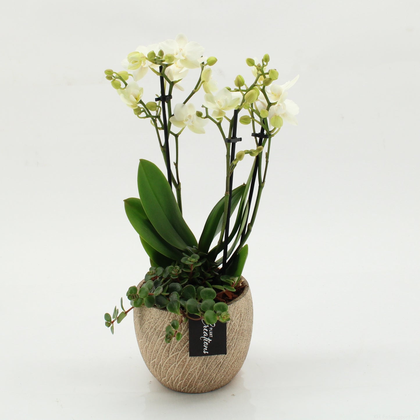 PHAL-2607 Phalaenopsis creatie 45cm 14cm Pot