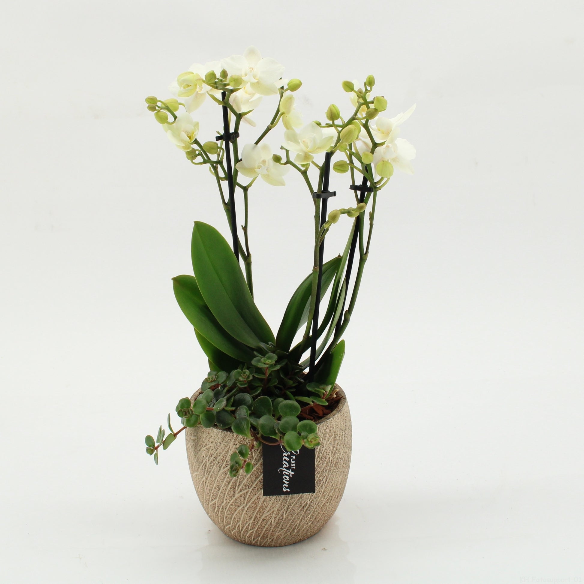 PHAL-2607 Phalaenopsis creatie 45cm 14cm Pot