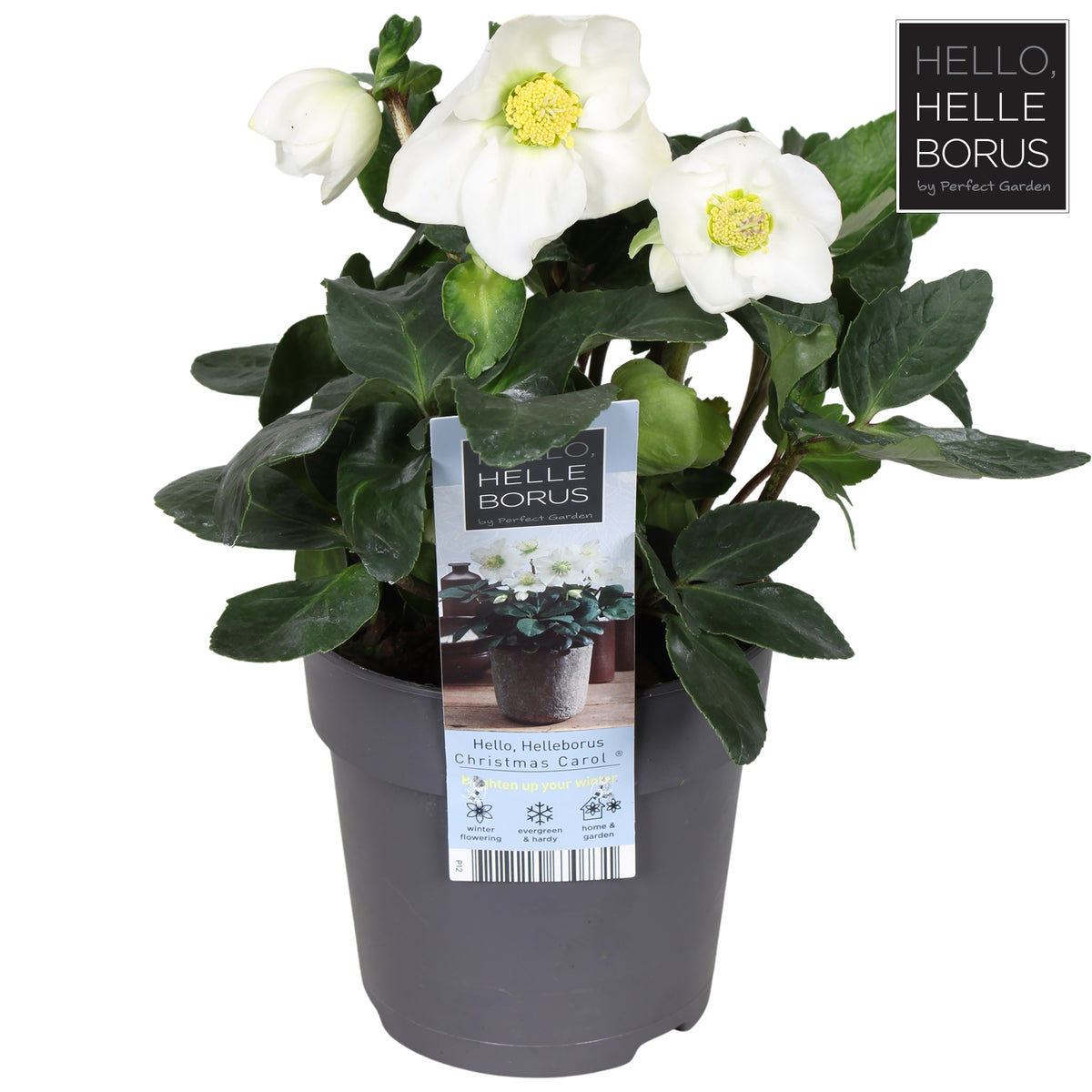 Helleborus niger Christmas Carol 25cm 12cm Pot