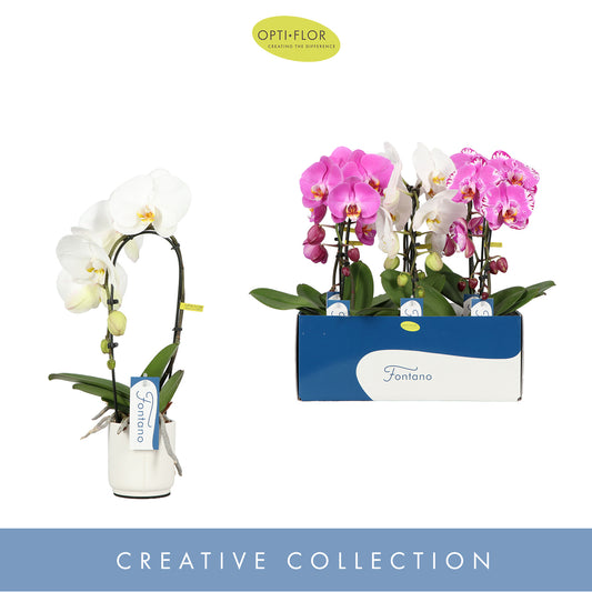 Phalaenopsis fontano in lazio ceramic 50cm 9cm Pot