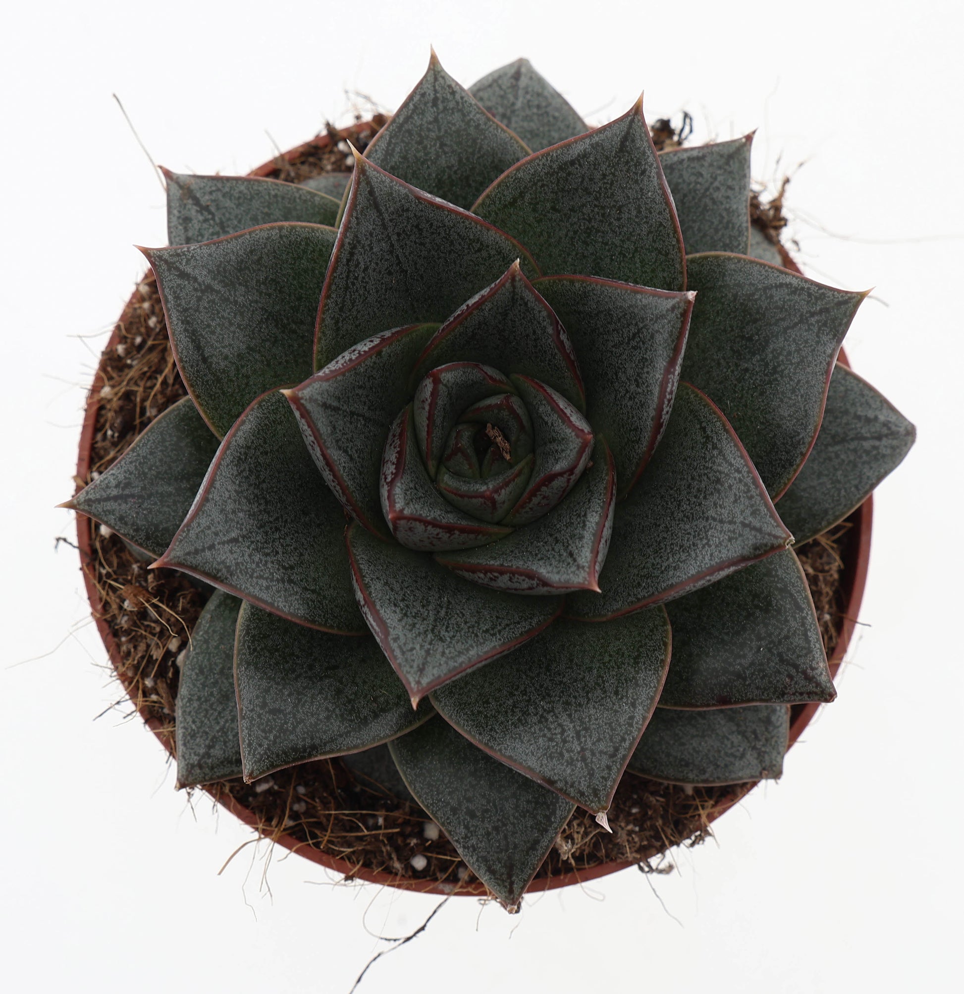 Echeveria Purpusorum 15cm 510cm Pot