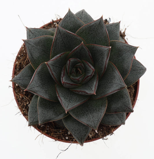 Echeveria Purpusorum 15cm 510cm Pot