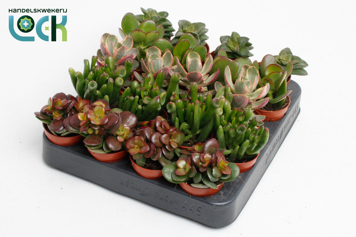Crassula mix 8cm 5.5cm Pot