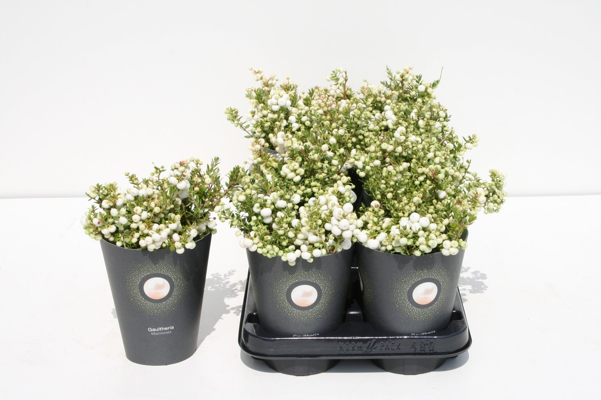 Gaultheria mucr. white 15cm 510cm Pot
