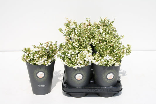 Gaultheria mucr. white 15cm 510cm Pot