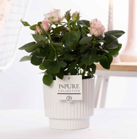Pure Collection Rosa Beau Monde light pink Pack of 5