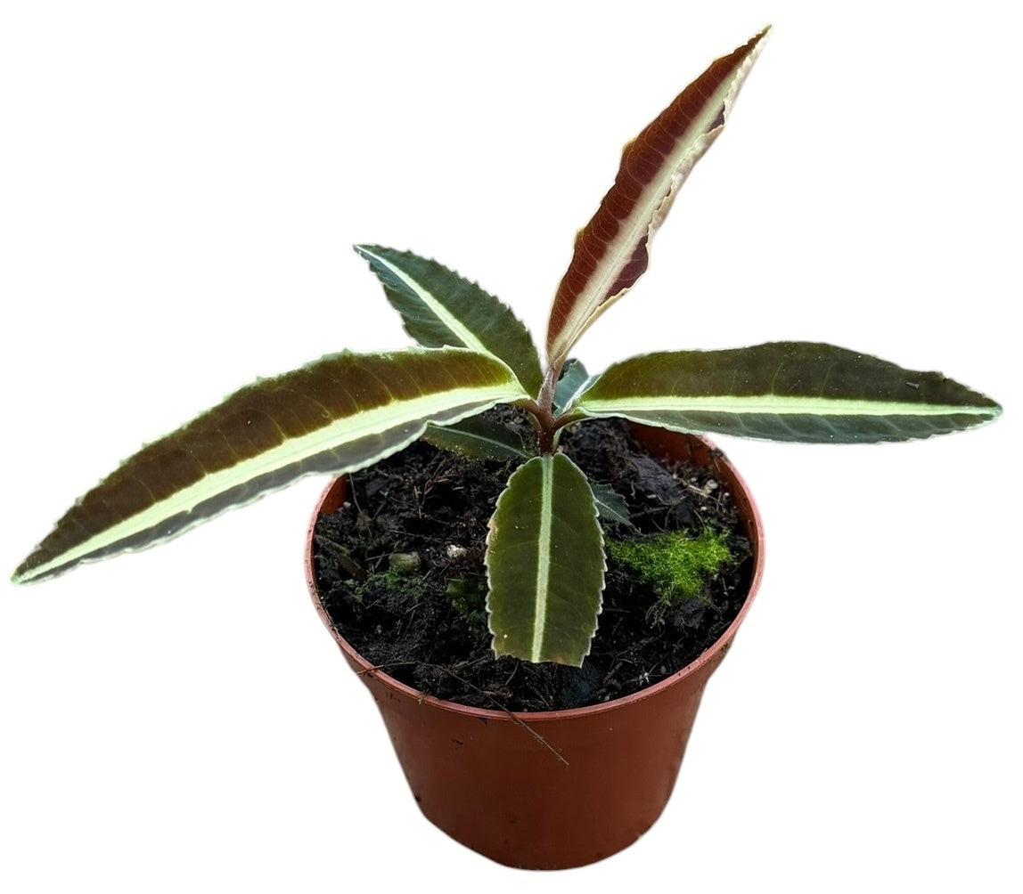 Labisia Jabi 12cm 8cm Pot