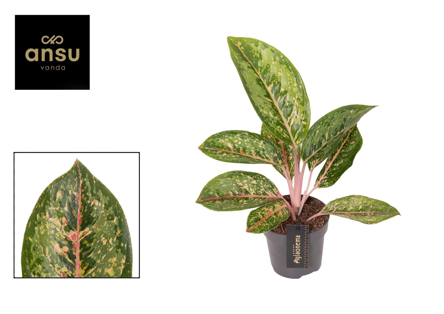 Aglaonema Hybrid 40cm 12cm Pot