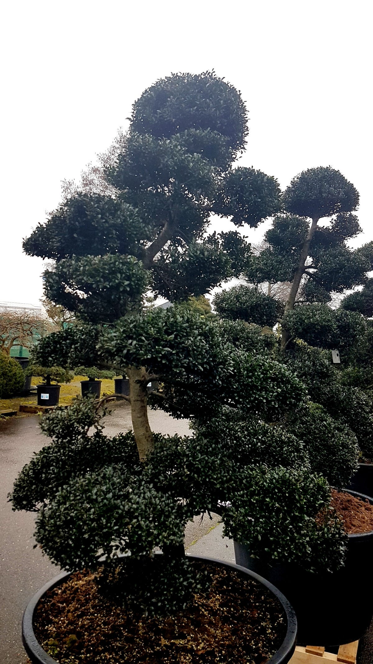 Bonsai Mix 220cm 75cm Pot