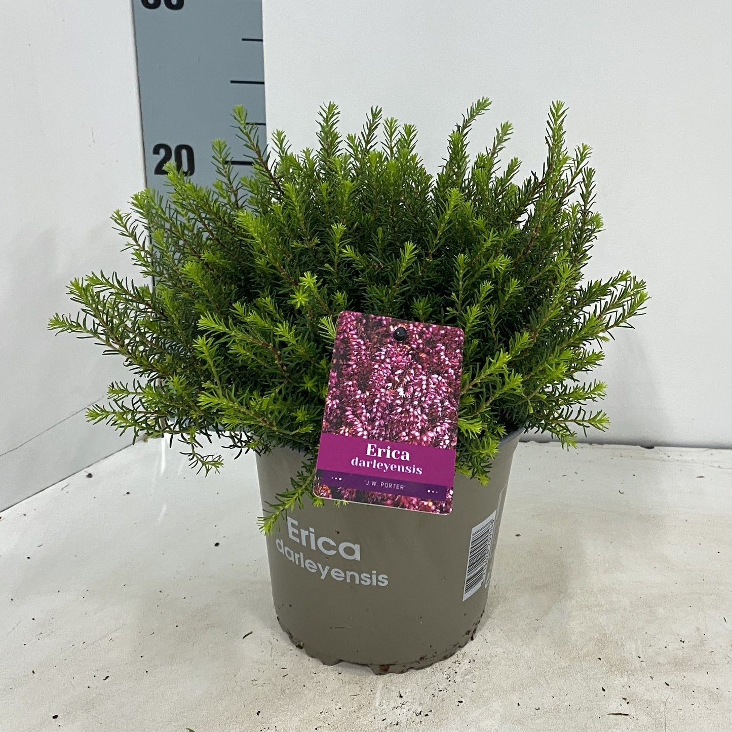 Erica Jenny Porter 20cm 15cm Pot