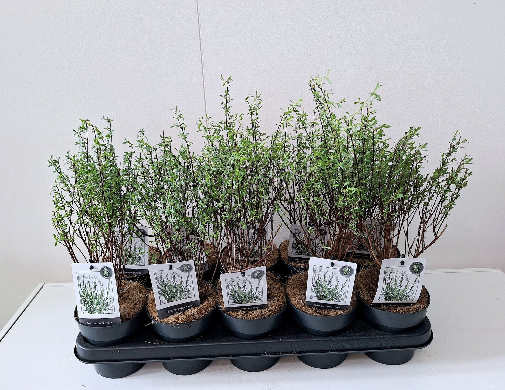 Bontekoe, Salixkw Salix purpurea Nana Pack of 10