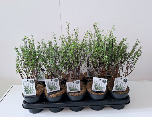 Bontekoe, Salixkw Salix purpurea Nana Pack of 10