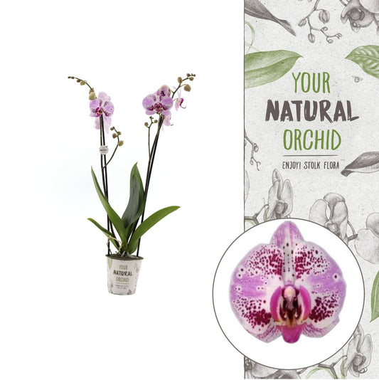 Phalaenopsis Sevilla 60cm 12cm Pot