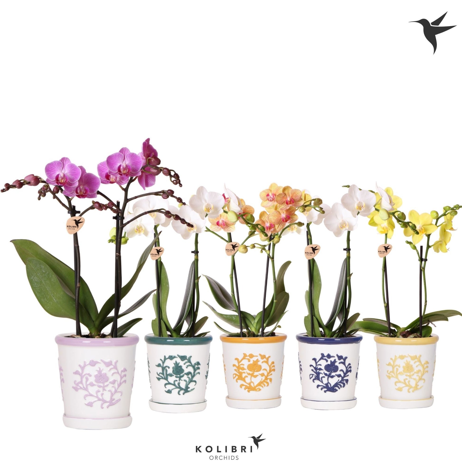 Phalaenopsis mix 40cm 9cm Pot