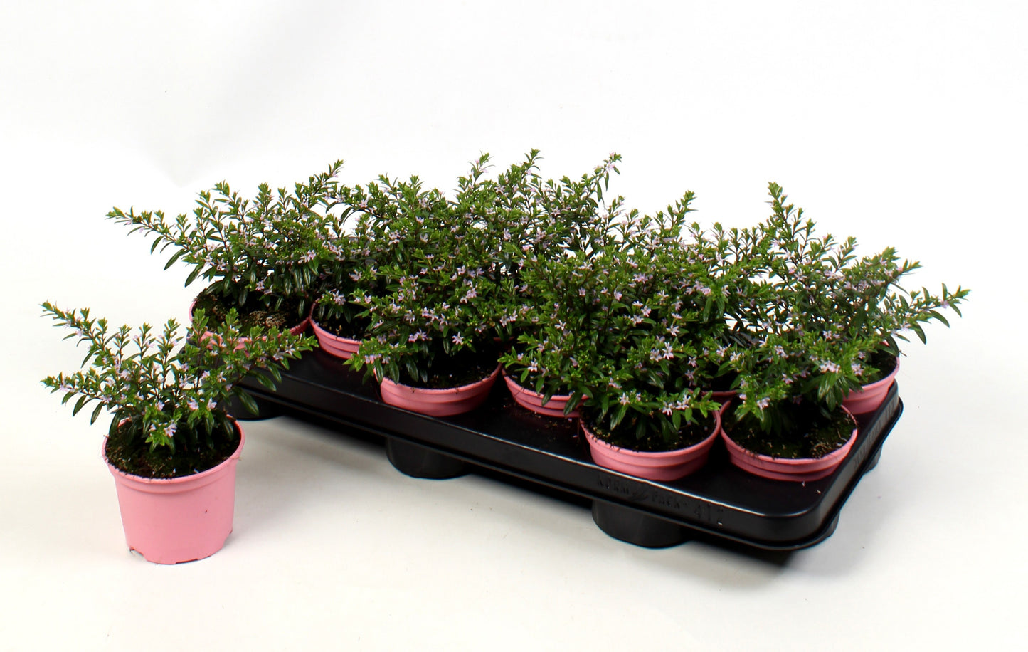 Cuphea hys. Myrtis Dark Purple 15cm 510cm Pot