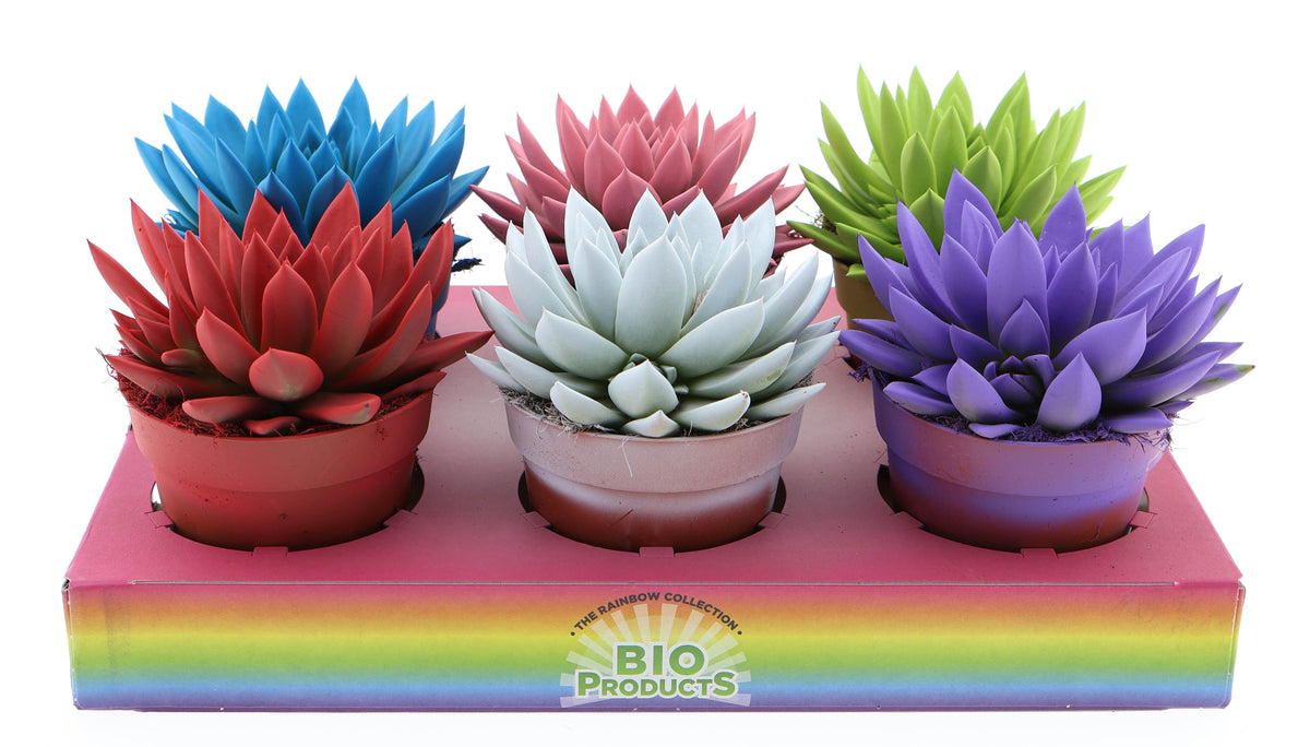 Rainbow mix 15cm 12cm Pot
