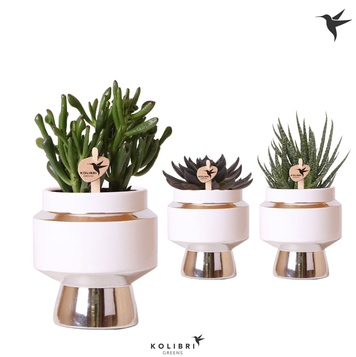 Succulent mix 23cm 9cm Pot