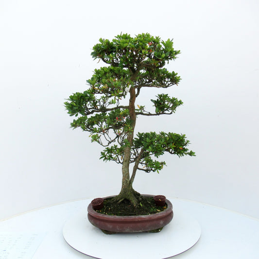 Bonsai Metasequoia Forest 65cm 31cm Pot