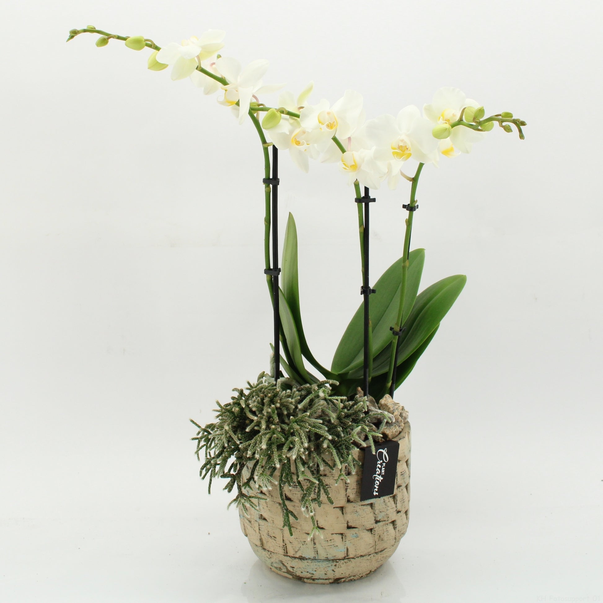 PHAL-2627W Phalaenopsis creatie 55cm 17cm Pot