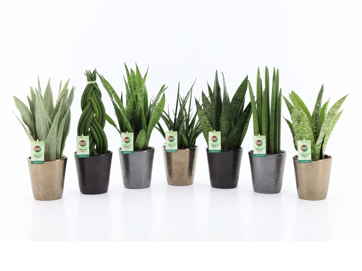 Foliage houseplants mix 35cm 13cm Pot