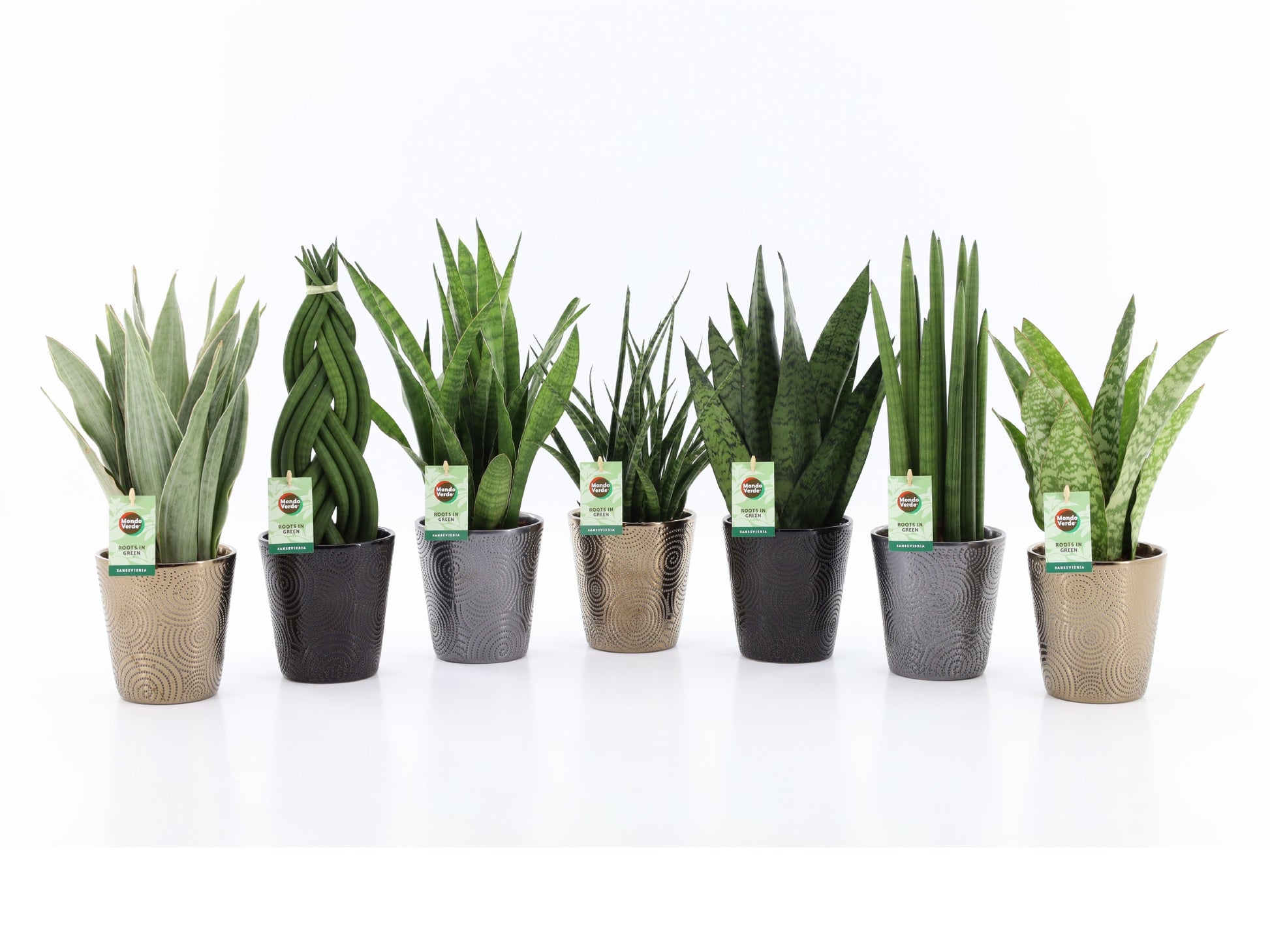Foliage houseplants mix 35cm 13cm Pot